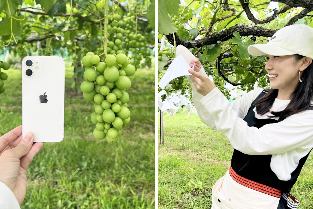 スマートフォンを超える大きさの巨峰に。一か月前は3.5cmほどの大きさだったそう。6,400房ひとつひとつに直接雨があたらないよう傘をかける作業