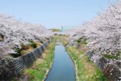山崎川